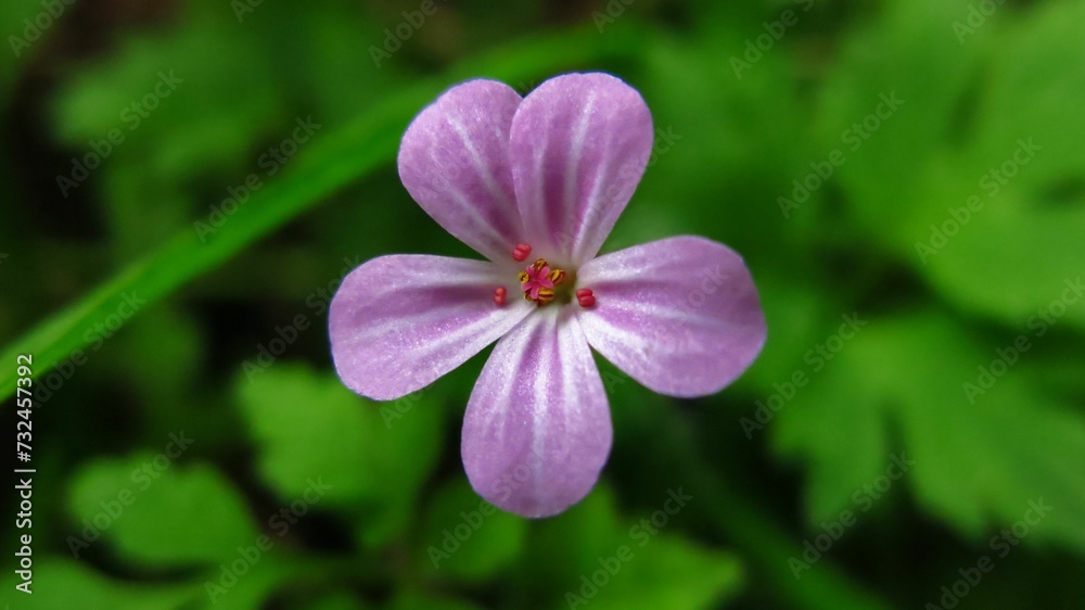 Closeup shot of Roberts geranium, Geranium robertianum. Closeup shot of Roberts geranium, Geranium robertianum.