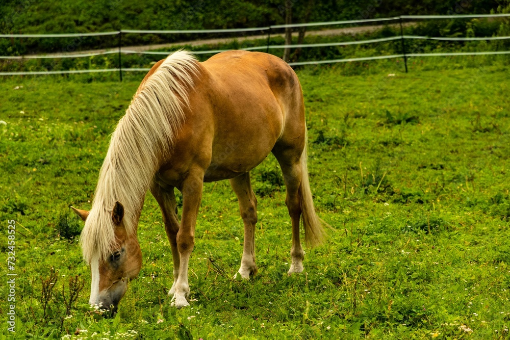 Chestnut horse grazing on the lush green grass in a tranquil outdoor environment. Chestnut horse grazing on the lush green grass in a tranquil outdoor environment.