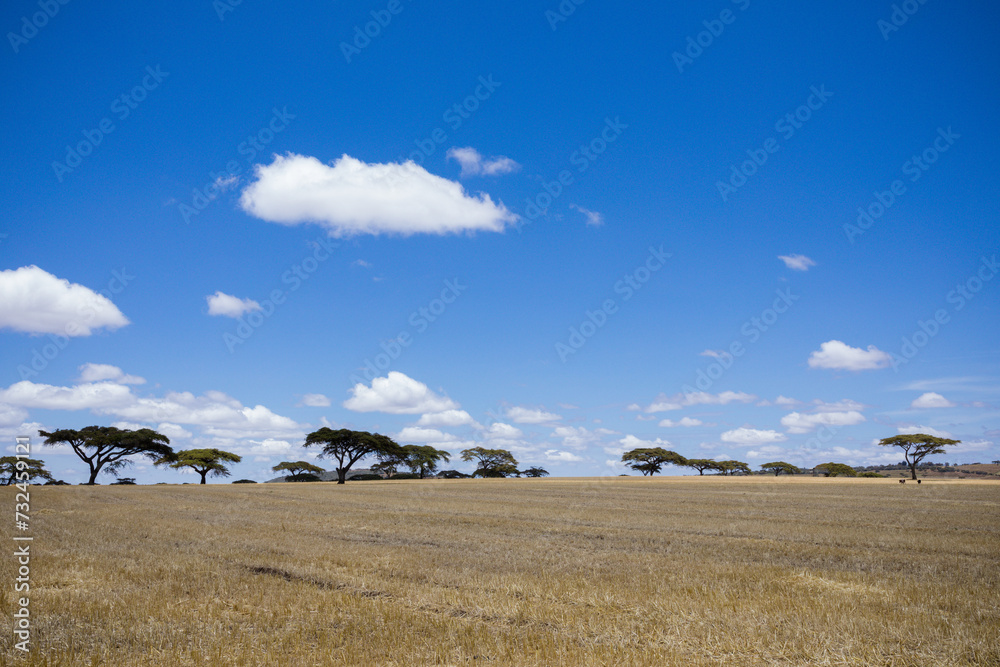 Obraz premium landscape with cows and clouds