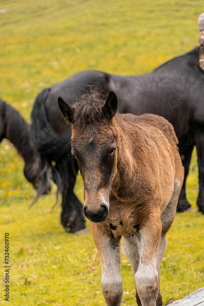 jung horse standing on a gras field in Austria in front of other horses