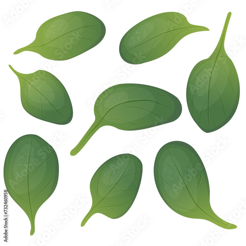 Spinach leaves of different shapes and sizes . The concept of healthy eating. Detox, salads, smoothies. Vector illustration