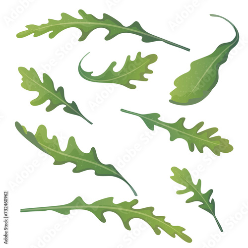 Arugula herb, fresh garden rocket salad or rucola vegetable. Vector food illustration.