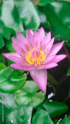 Vibrant pink water lily atop the still waters of a tranquil pond, providing a peaceful atmosphere