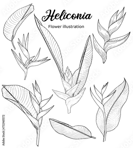 a black and white of heliconia flowers from different angles
