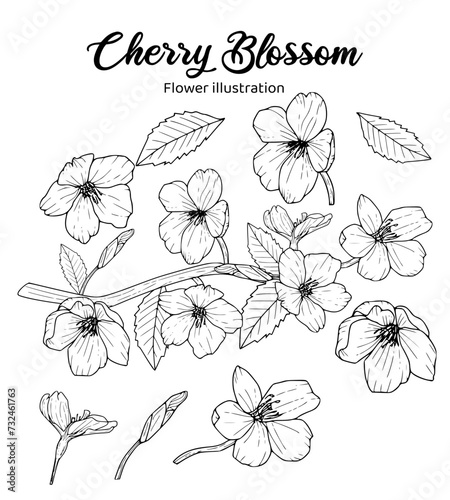 Illustration of Cherry Blossom flowers. Coloring book illustration.