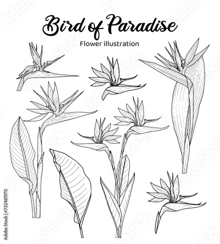 Native West Australian Wild Birds of Paradise flower
