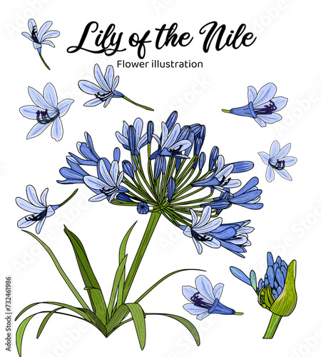 Illustration of Lily of The Nile flowers. Coloring book illustration.