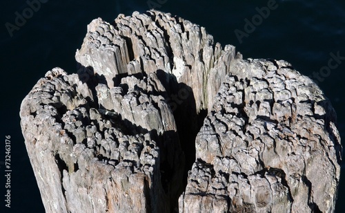 Close-up of an old broken tree trunk illuminated by sunlight.