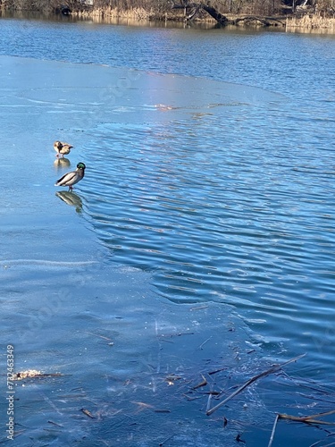 Duck on the lake