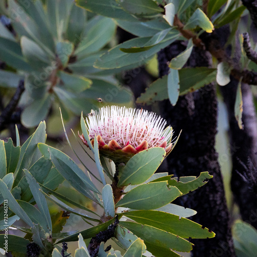 a sugarbush protea flowers in the wild