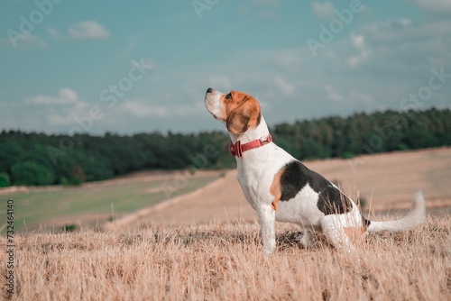 Cute Treeing Walker Coonhound with a red bow collar sitting in a vast  open field of dry grass