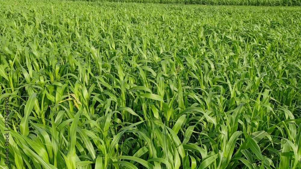 GreenSugarcane field in evening GreenSugarcane field in evening