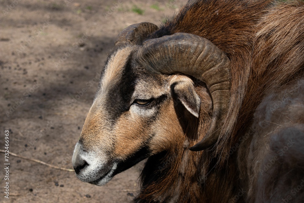 Fototapeta premium Shot of a ram in its natural habitat on a sunny day