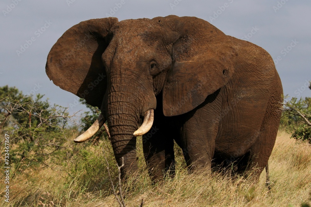 Obraz premium Majestic bull elephant strides through a lush green meadow at sunset