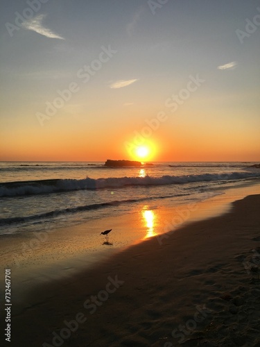 Small bird on the sandy beach with a golden sun setting over the tranquil waters of the ocean