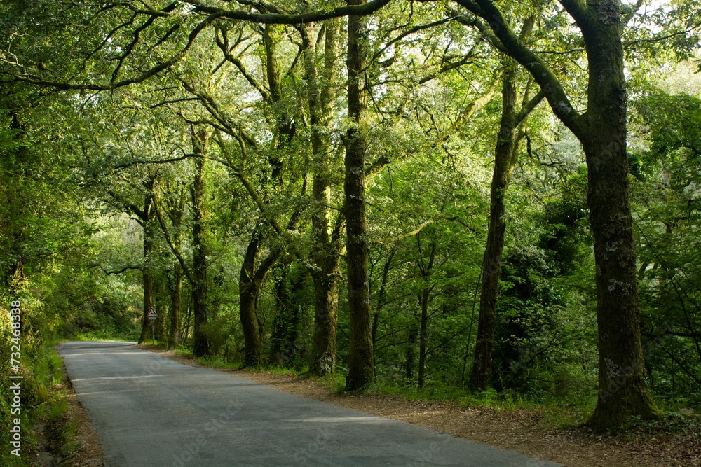 Forest surrounded by dense trees Forest surrounded by dense trees