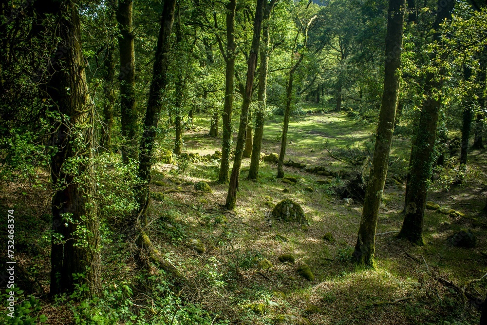 Forest surrounded by dense trees Forest surrounded by dense trees