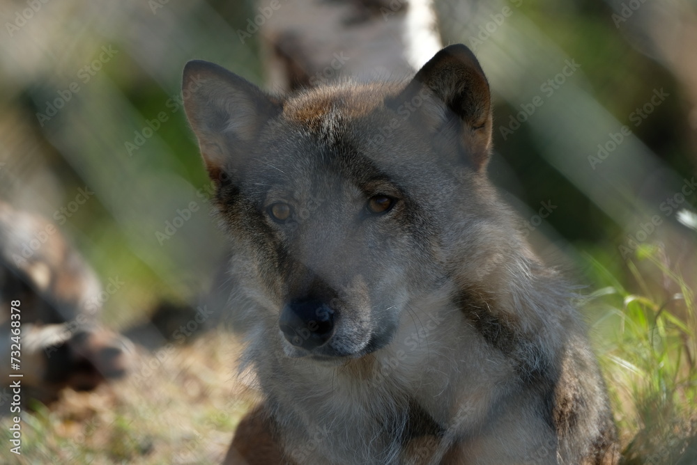 Fototapeta premium Wolft in Norwegen