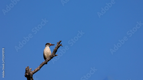 a striped kingfisher perched on a dead branch
