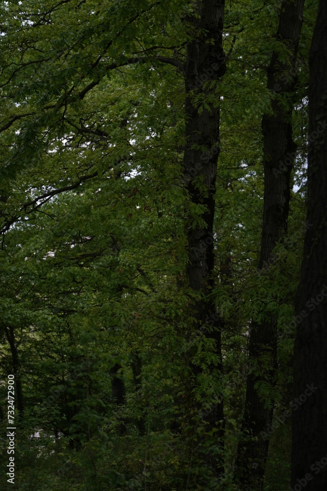 Fototapeta premium Lush green forest landscape