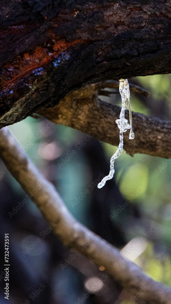 tree gum dripping from a thorn tree