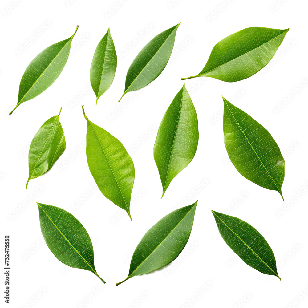 Green leaf on transparent background.png, Green leaf on transparent background