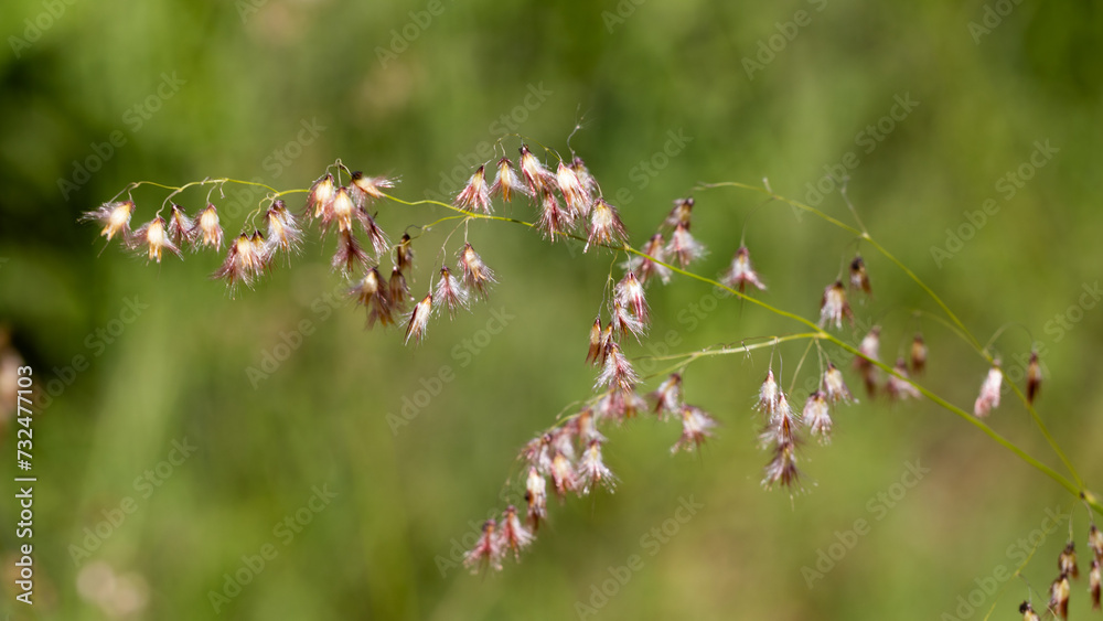 Grass seeds in Marakele National Park Grass seeds in Marakele National Park