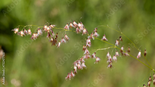 Grass seeds in Marakele National Park