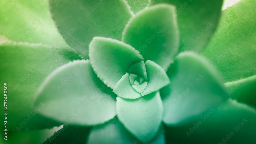 AI generated illustration of a close-up of a vibrant green succulent, illuminated by the warm sun AI generated illustration of a close-up of a vibrant green succulent, illuminated by the warm sun