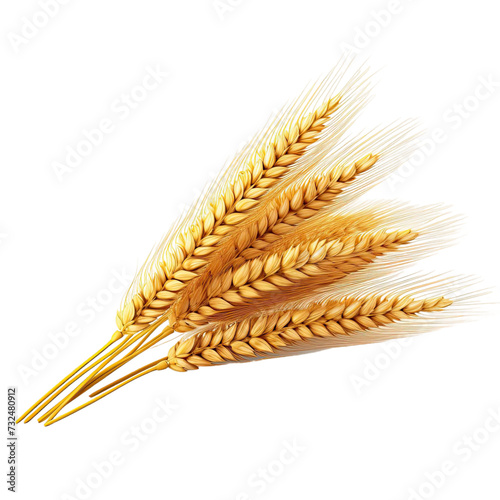 wheat ears isolated on white background