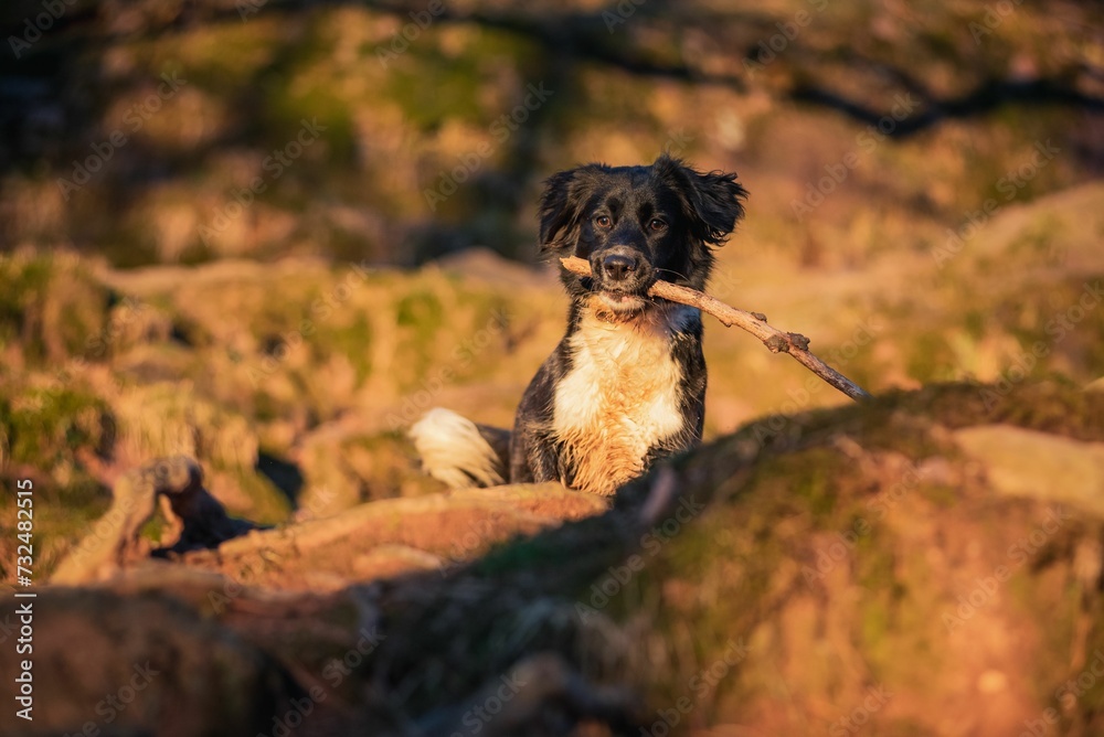 Obraz premium Border collie running through a lush green meadow, a stick grasped in its mouth
