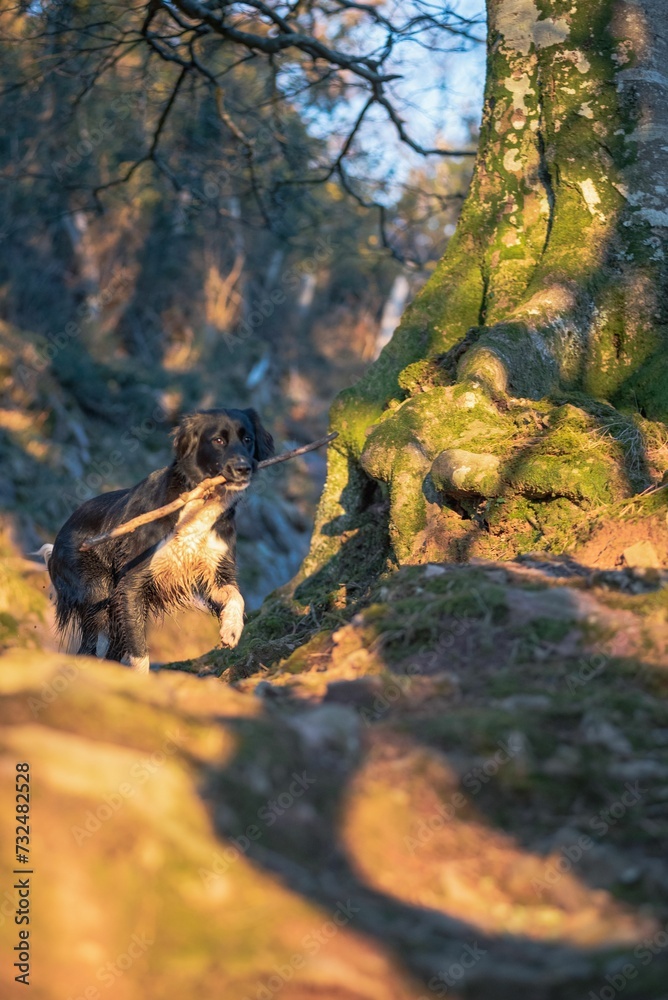 Obraz premium Border collie running through a lush green meadow, a stick grasped in its mouth