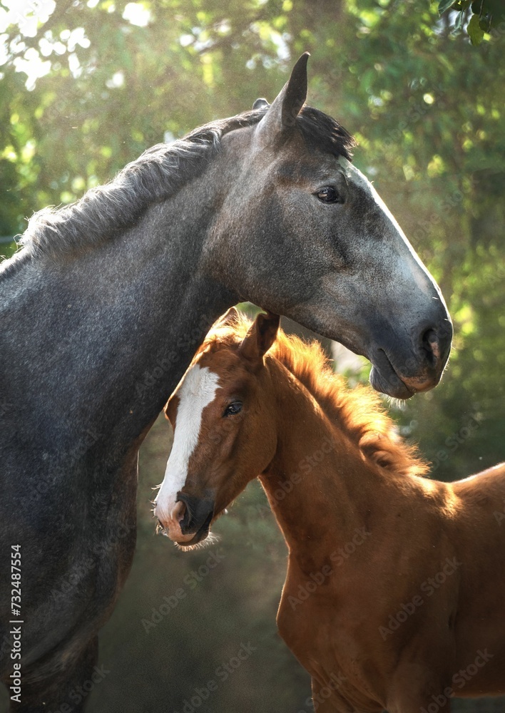 Fototapeta premium Horses standing in a tranquil forest in sunlight