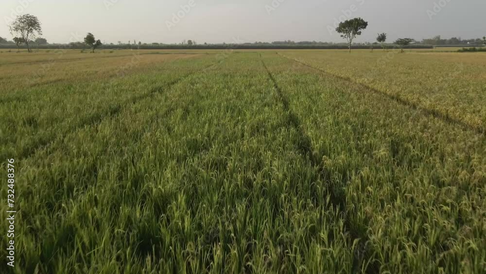 Drone footage flying fast overg grass fields with trees and sunset sky on the horizon