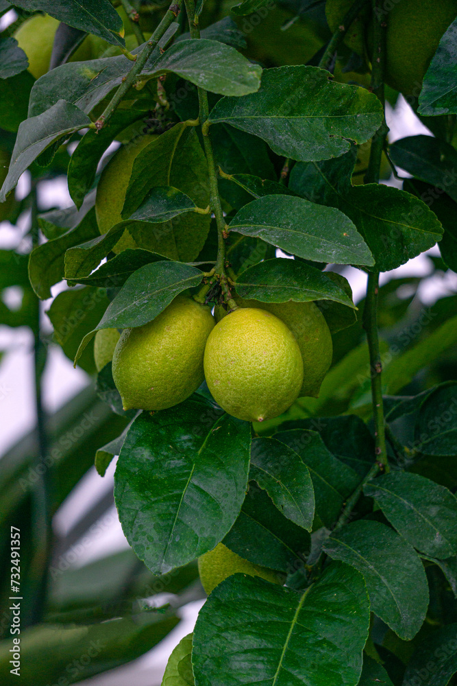 Fruits of green lemons on branches.