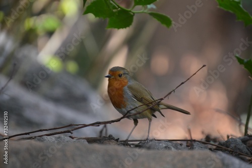 European robin bird perched on a branch of green foliage, its distinctive red breast visible © Wirestock