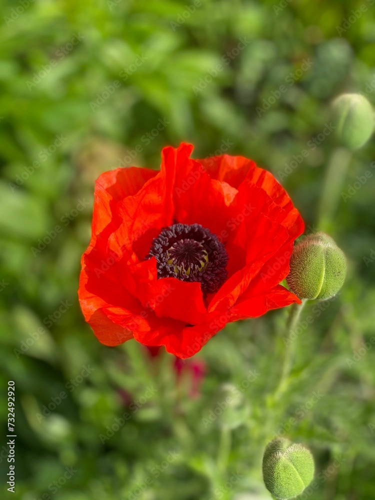 Obraz premium Closeup of a red poppy flower in a field of lush green grass