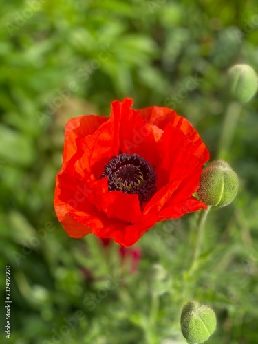 Closeup of a red poppy flower in a field of lush green grass