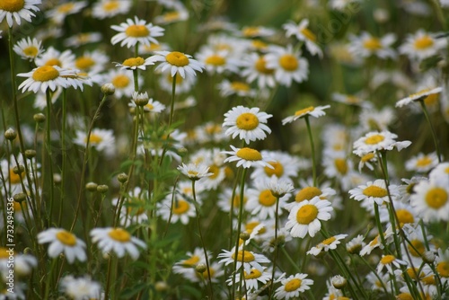 Beautiful field of lush green grass dotted with cheerful daisies