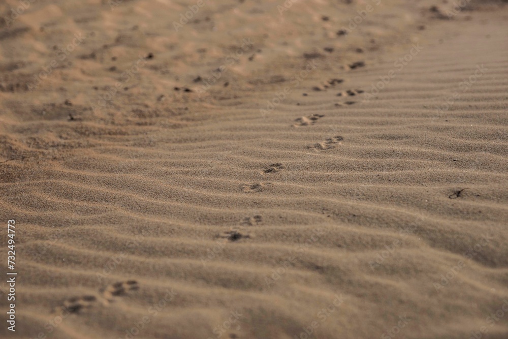 Closeup shot of a trail of pawprints on a sandy beach Closeup shot of a trail of pawprints on a sandy beach