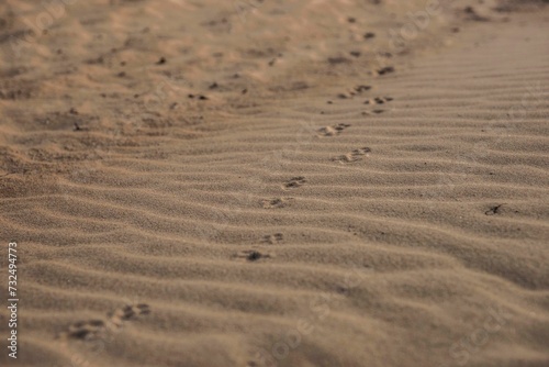 Closeup shot of a trail of pawprints on a sandy beach