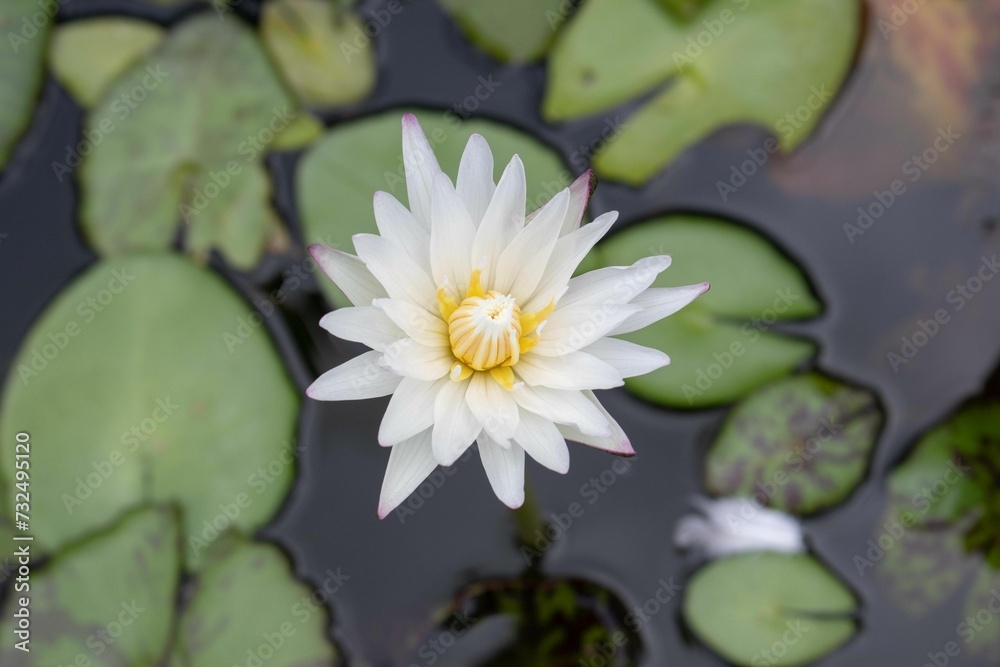 a single white water lily in a pool with lily pads a single white water lily in a pool with lily pads