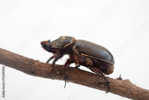 Closeup shot of a beetle perched on a wooden stick on a white background. © Wirestock