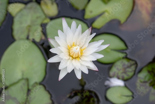 a single white water lily in a pool with lily pads