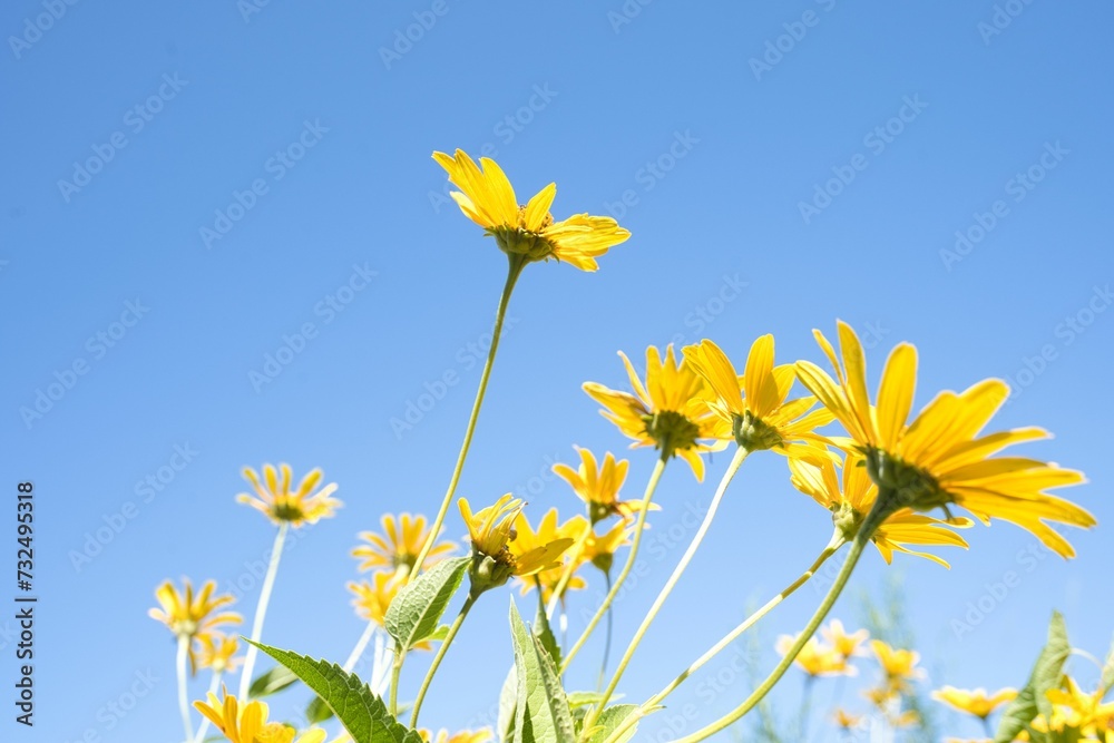 Vibrant yellow daisies against a bright blue sky Vibrant yellow daisies against a bright blue sky