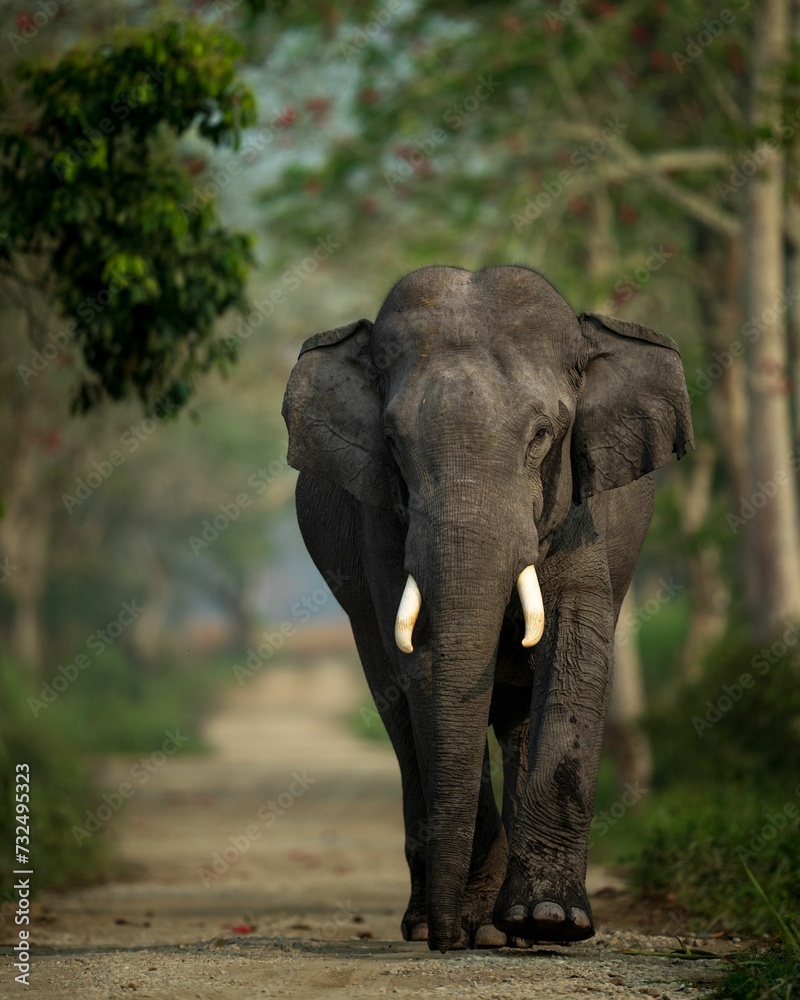 Fototapeta premium Vertical of an elephant walking along a sun-drenched dirt road