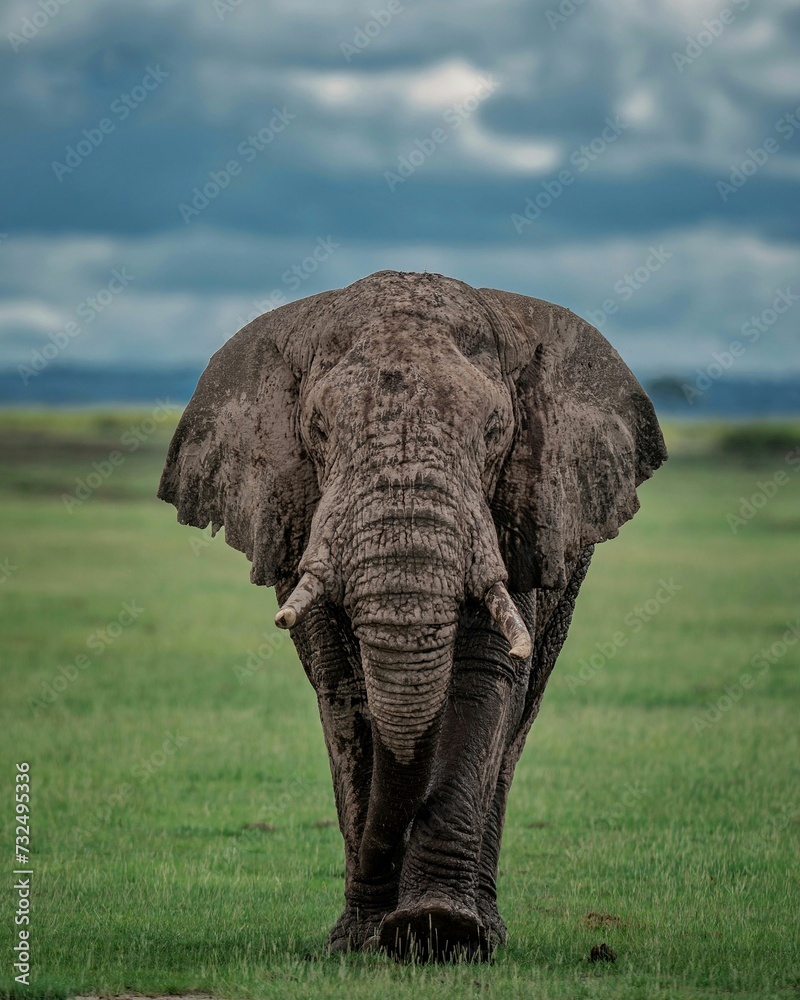 Closeup of an elephant walking on a green field on a cloudy day