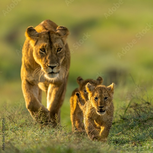 Fotografi Closeup of two young lion cubs walking on a green meadow