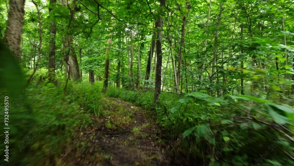 Walk through the path with green meadows and trees i the forest