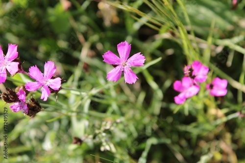 Pink Dianthus flowers in a green grassy meadow.